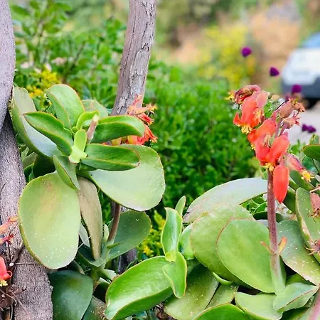 Prázdninový dům Les Couchants Porticcio (Corsica)