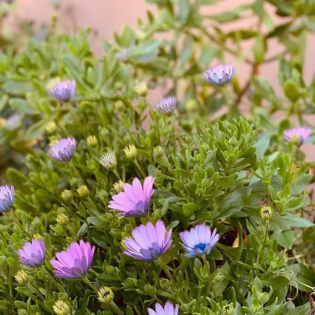 Les Couchants Porticcio (Corsica)