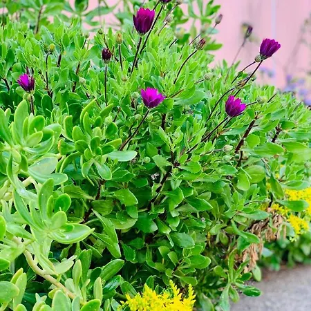 Les Couchants Prázdninový dům *