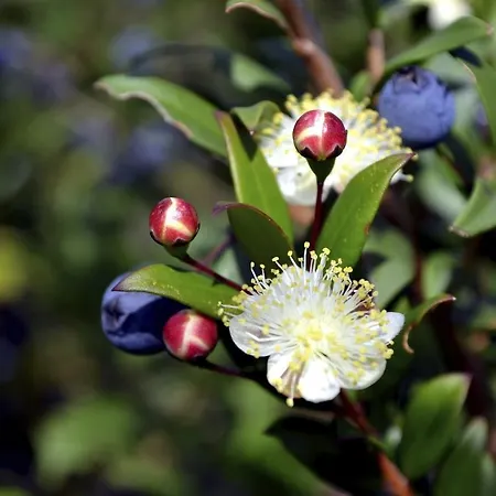 Les Couchants * Porticcio (Corsica)