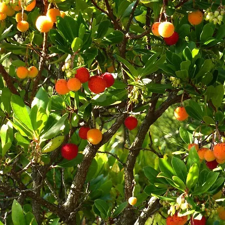 Les Couchants Semesterbostad