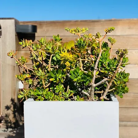 Semesterbostad Les Couchants Porticcio (Corsica)