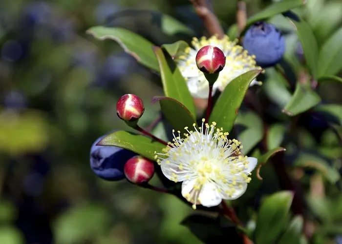 Les Couchants * Porticcio (Corsica)