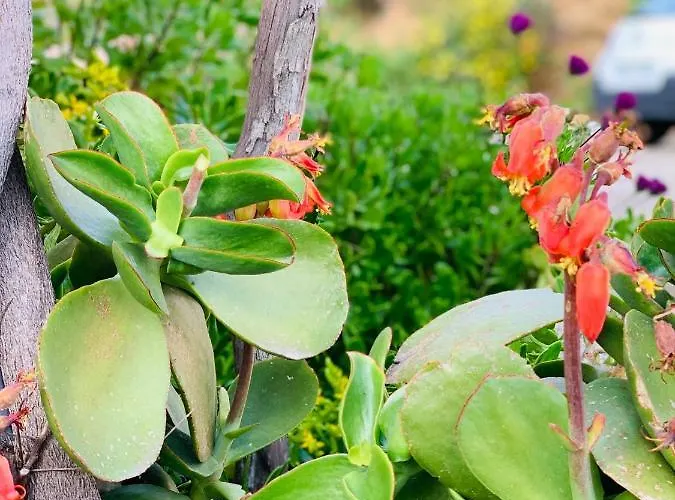 Casa vacanze Les Couchants Porticcio (Corsica)