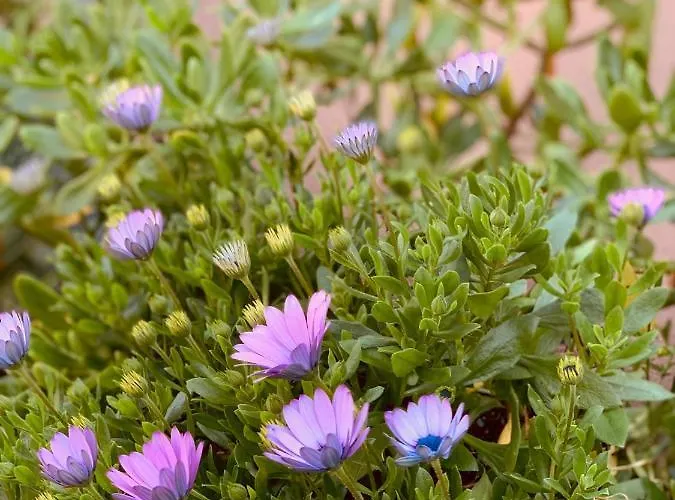 Les Couchants Porticcio (Corsica)