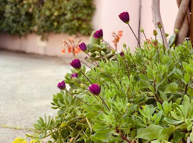 Holiday home Les Couchants 77 Porticcio (Corsica)