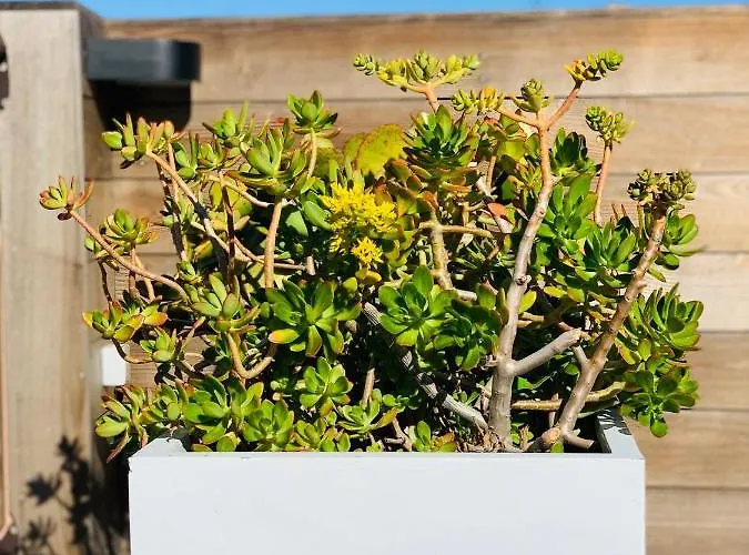 Casa vacanze Les Couchants Porticcio (Corsica)